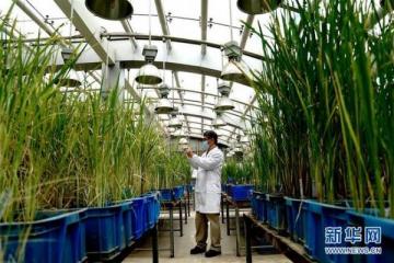 中国科学家破解水稻生殖隔离之谜，有望实现15%以上增产